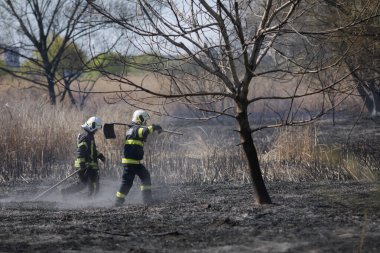 Bükreş, Romanya - 5 Nisan 2022: İtfaiyeciler Vacaresti parkı doğa koruma alanındaki bitki örtüsü yangınını söndürmeye çalışıyorlar.