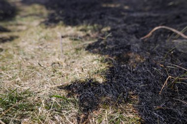 Bir orman yangınından sonra yanmış bitki örtüsüyle sığ alan derinliği (seçici odak) ayrıntıları.