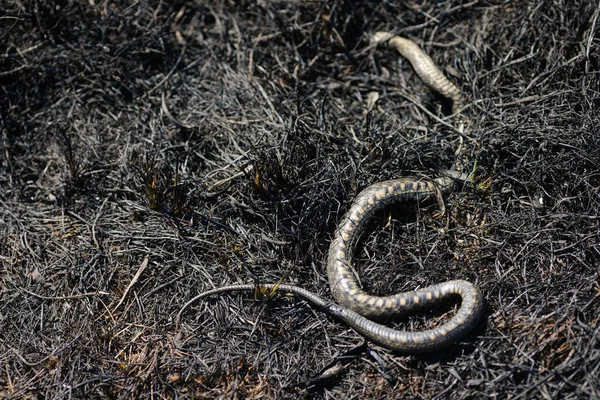 野火过后 在烧焦的植被上有一条死蛇的浅浅的场深度 选择性聚焦 — 图库照片