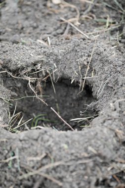 Kasım ayındaki soğuk ve yağmurlu bir günde toprağın yüzeysel derinliği (seçici odak) ayrıntıları.