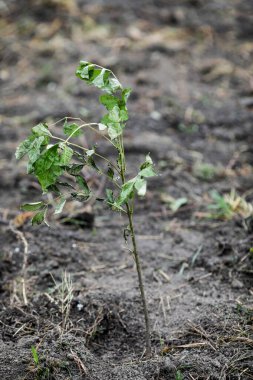Kasım ayındaki soğuk ve yağmurlu bir günde bir sonbahar ağacı dikerken bir ağaç fidanı ile sığ alan derinliği (seçici odak) ayrıntıları.