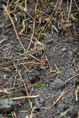 Kasım ayındaki soğuk ve yağmurlu bir günde toprağın yüzeysel derinliği (seçici odak) ayrıntıları.