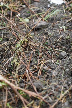 Kasım ayındaki soğuk ve yağmurlu bir günde toprağın yüzeysel derinliği (seçici odak) ayrıntıları.