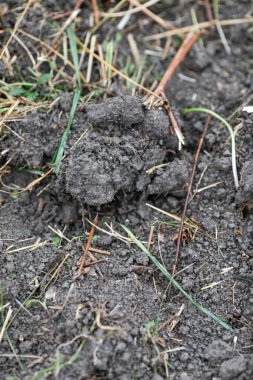 Kasım ayındaki soğuk ve yağmurlu bir günde toprağın yüzeysel derinliği (seçici odak) ayrıntıları.