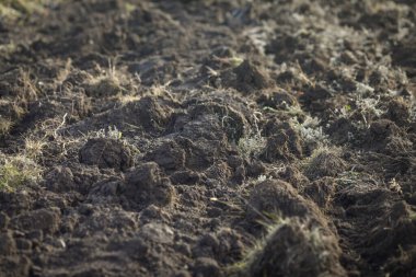 Soğuk bir Kasım günü bir ağaç dikme etkinliği sırasında tarım arazisiyle ilgili sığ alan derinliği (seçici odak) ayrıntıları.