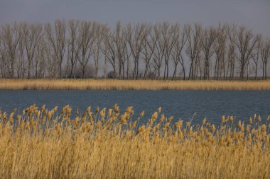 Arka planda ağaçlar, ortada nehir ve ön planda kuru sazlıklar olan ilkbahar dönemi manzarası.