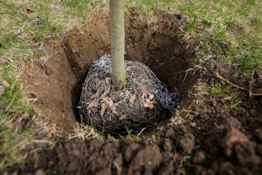 Dikim etkinliği sırasında ağaç fidanı ile sığ alan derinliği (seçici odak) ayrıntıları.