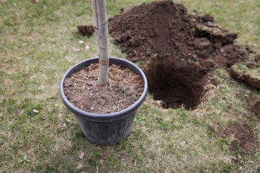 Shallow depth of field (selective focus) details with a tree sapling during a planting activity. clipart