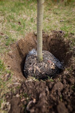 Dikim etkinliği sırasında ağaç fidanı ile sığ alan derinliği (seçici odak) ayrıntıları.