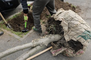 Şehir ekimi sırasında kök balyası ağacı diken insanlarla ilgili sığ alan derinliği (seçici odak) ayrıntıları.