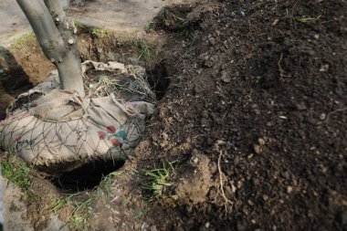Şehir ekimi sırasında kök balyası ağacı diken insanlarla ilgili sığ alan derinliği (seçici odak) ayrıntıları.