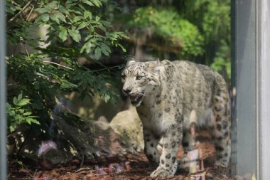 Esaret altındaki kar leoparı (Panthera Uncia) bir Avrupa hayvanat bahçesi cam kafesinde yukarı aşağı yürüyor..