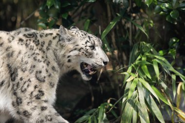 Esaret altındaki kar leoparı (Panthera Uncia) bir Avrupa hayvanat bahçesi cam kafesinde yukarı aşağı yürüyor..