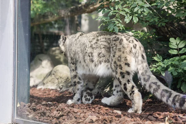 Leopardo Neve Panthera Uncia Cativeiro Caminha Para Cima Para Baixo — Fotografia de Stock