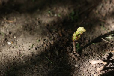 Güneşli bir bahar gününde genç bir ağacın sığ derinliği (seçici odak noktası).