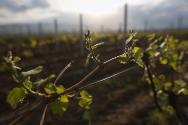 Nisan 'da bir üzüm bağında genç üzüm bağıyla alacakaranlıkta ayrıntılar