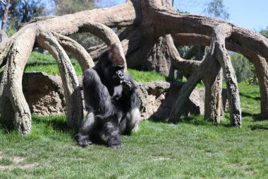 Gümüş sırtlı goril, Avrupa 'da bir açık çevre hayvanat bahçesinde..