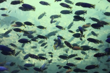 Bir Avrupa açık çevre hayvanat bahçesinde saydam bir akvaryumun içindeki pek çok balık türü