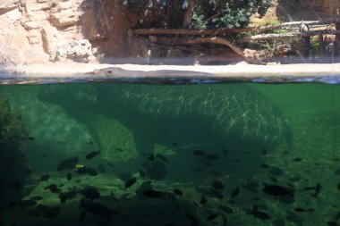 Bir su aygırı ve Avrupa 'da açık bir hayvanat bahçesinde saydam bir akvaryumun içindeki pek çok balık türü.