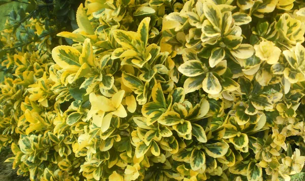 Lovely Yellow Green Garden Scrub Leaves Close Home Decorative Bush — Stock Photo, Image