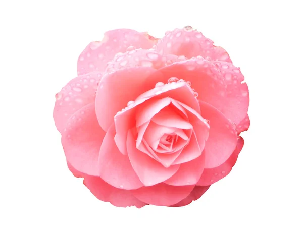 stock image beautiful pink rose flower isolated on white background