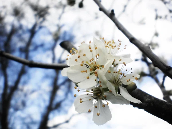 Білі Квіти Гілці Дерева — стокове фото