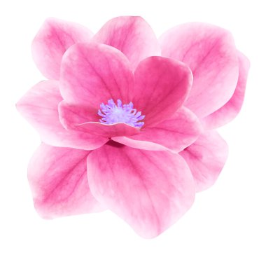 Güzel ve narin doğal çiçek pembe, muazzam taç yaprakları ve çok gösterişli renkleri var. Aroma, tazelik veya yumuşaklık simgeleri için ideal