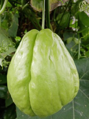chayote bitkisel sağlık faydaları