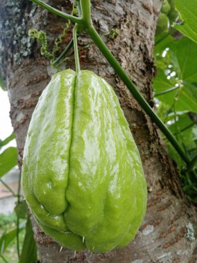 chayote bitkisel sağlık faydaları