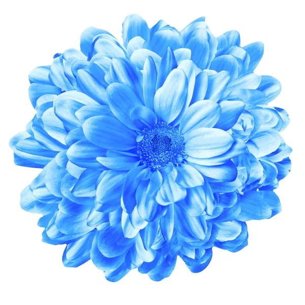 Цветок Георгины Синий Цветок — стоковое фото