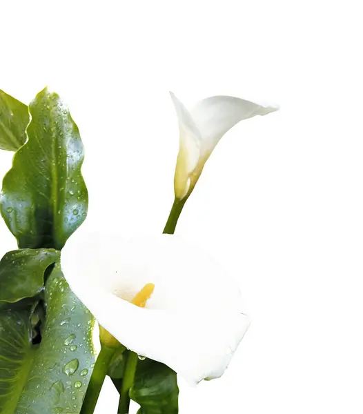 Картридж Калла Лилии Цветок Растения Изолированы Белом Фоне Большими Зелеными — стоковое фото