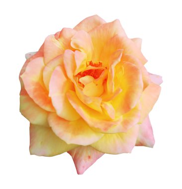 Beyaz arka planda izole edilmiş güzel sarı bir gül. Kırpma yolu dahil.