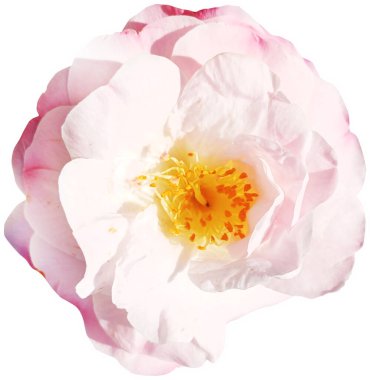 Beyaz arka planda izole edilmiş beyaz ve pembe gül. Kamelya çiçeği. Kapat..