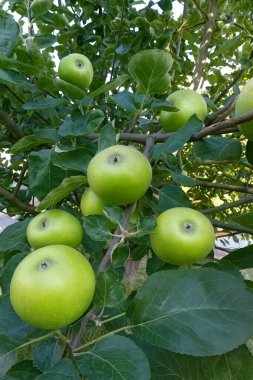Yapraklı elmalar, yemek için iştah açıcı.