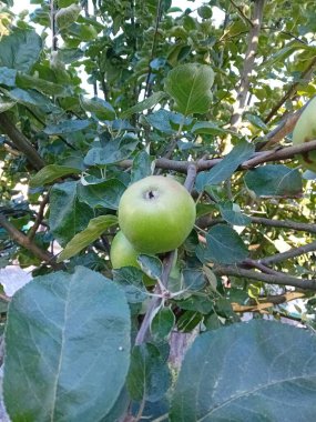 Yapraklı elmalar, yemek için iştah açıcı.