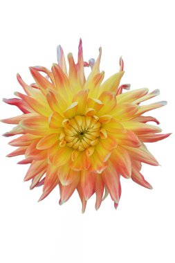 Orange and yellow dahlia flower isolated on white background with clipping path