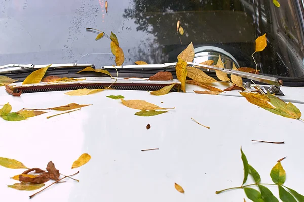 stock image Yellow and green autumn leaves on a white vintage oldtimer on the street