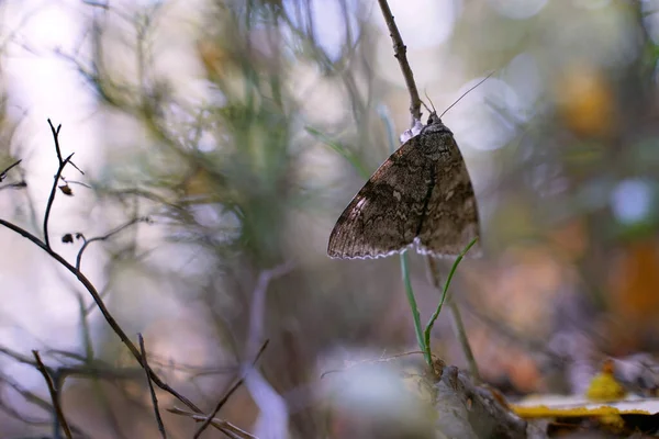Όμορφη Σκώρος Μπροκάρ Lacanobia Contigua Στο Κοιμισμένο Δάσος Του Φθινοπώρου — Φωτογραφία Αρχείου