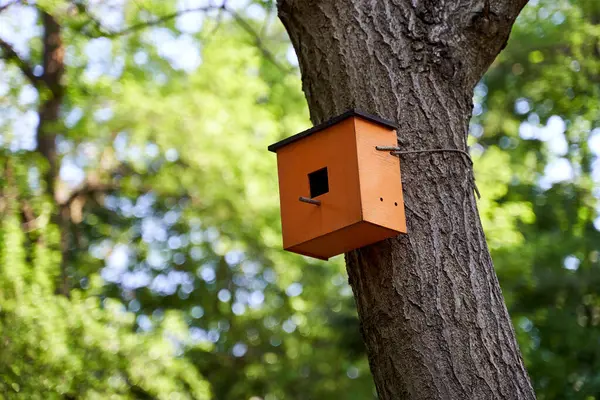 Dřevěná Ptačí Budka Stromě Parku — Stock fotografie