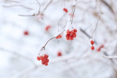 Kışın karla kaplı bir çalılıkta yenilebilir donmuş viburnum meyveleri.