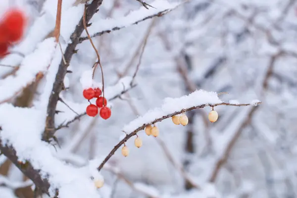 Edible Frozen Viburnum Berries Bush Covered Snow Winter — Stock Photo, Image