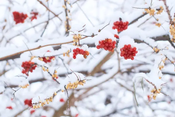 Essbare Gefrorene Viburnum Beeren Auf Einem Busch Der Winter Mit Stockbild