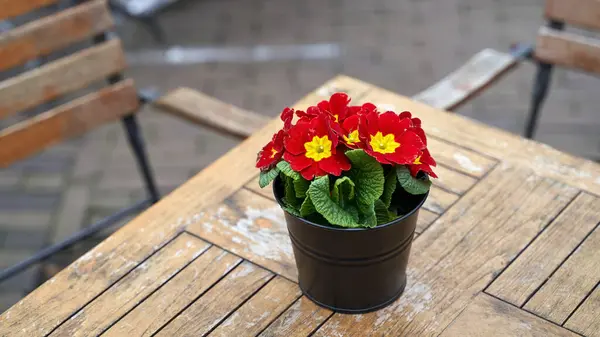 Primula Vulgaris Red Potted Flower Outdoor Cafe Table Royalty Free Stock Photos