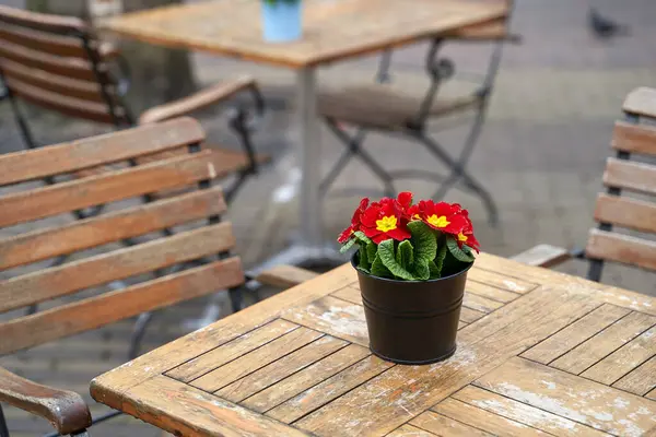 Primula Vulgaris Vörös Cserepes Virág Egy Szabadtéri Kávézó Asztalon Stock Kép