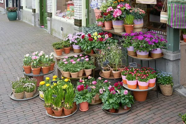 Blomsteraffär Med Många Växter Traditionella För Nederländerna Våren Stockbild