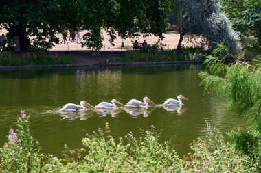 Buckingham Sarayı yakınlarındaki St. James Park Gölü 'nde yüzen büyük beyaz pelikanlar.