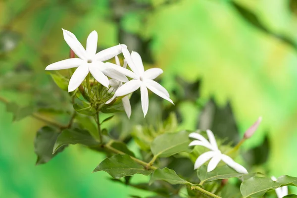 Jasmine Flowers Garden — Stock Photo, Image