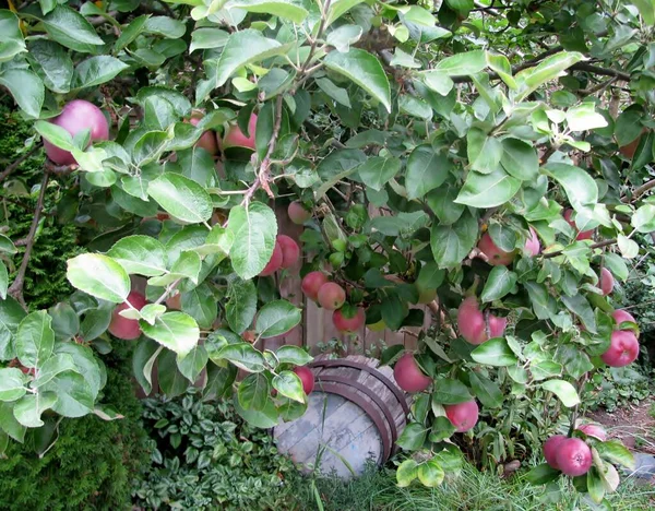 Ripe Red Apples Tree Branch Old Garden Richmond Canada — Stock Photo, Image