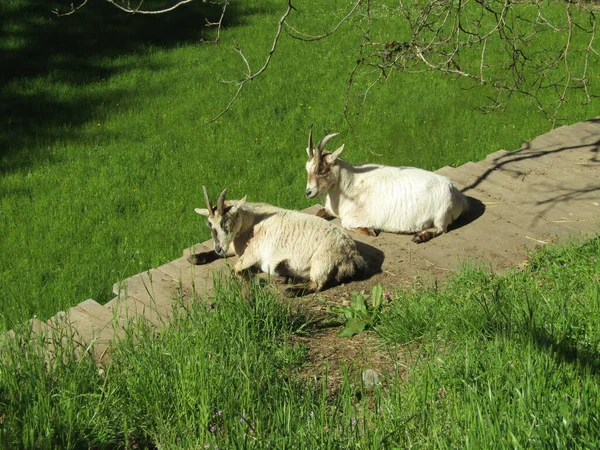 Par Cabras Domésticas Tiradas Hierba Verde Coombs Canadá —  Fotos de Stock