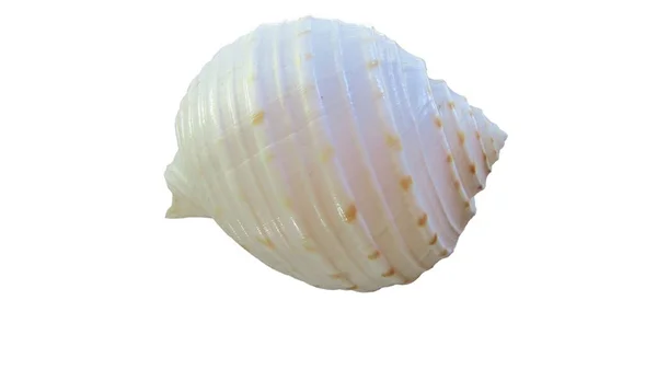Weiße Mütze Muscheln Auf Weißem Hintergrund — Stockfoto